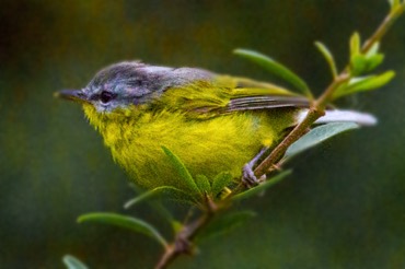 Grey-cheeked Warbler